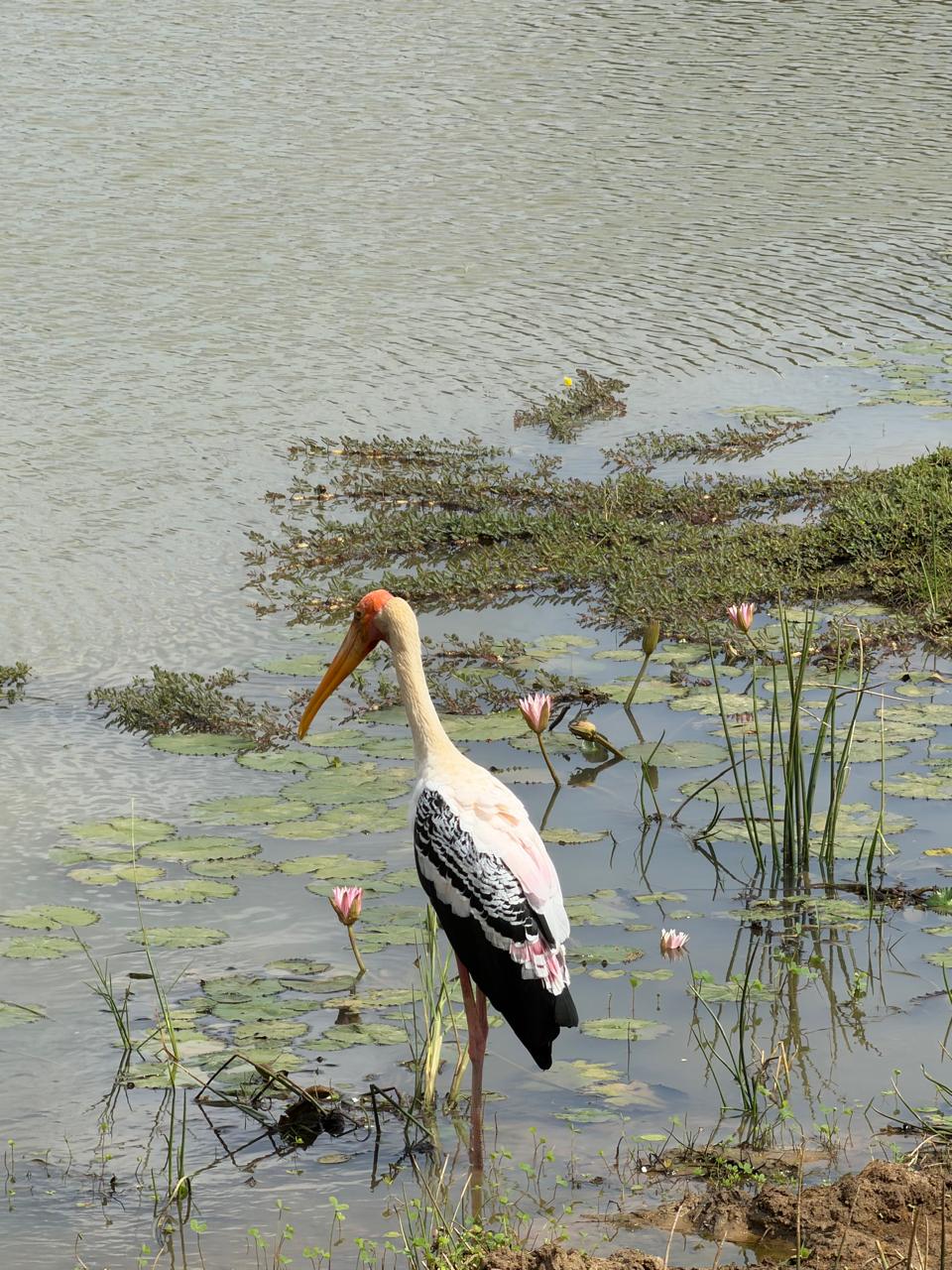 Tantale indien au bord de l'eau, oiseau commun des lagunes et parcs nationaux du Sri Lanka