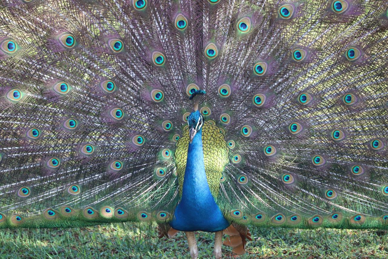 Paon faisant la roue au Sri Lanka, oiseau national symbole de la faune locale