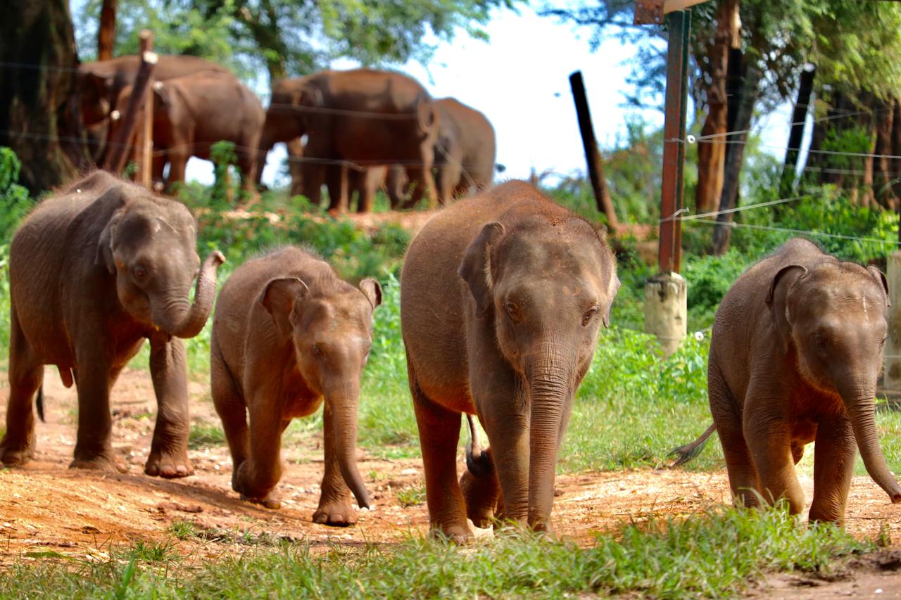Éléphants à Pinnawala — étape du circuit classique au Sri Lanka