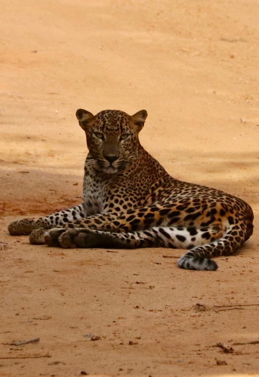 Léopard du Sri Lanka au repos au parc national de Yala, faune endémique